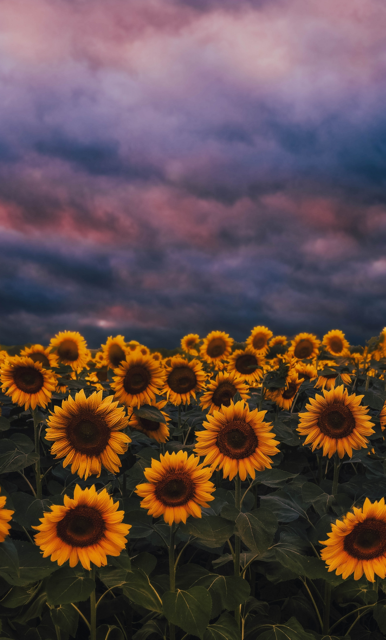 wallpaper 1280x2120 sunflower farm