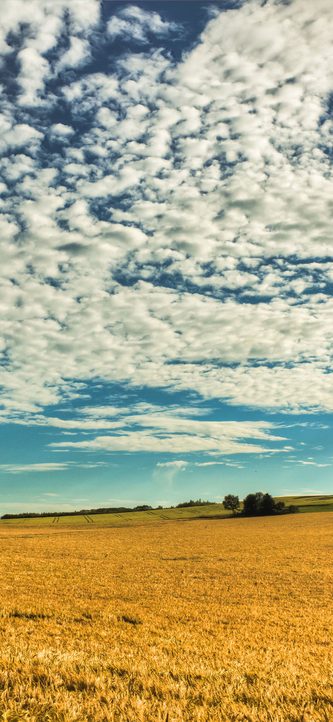 Fall Yellow Field Cloud Nature