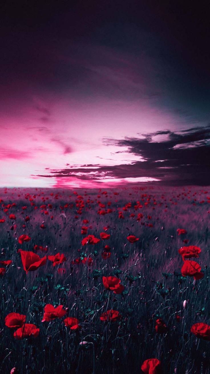 Rose Farm IPhone Wallpaper HD