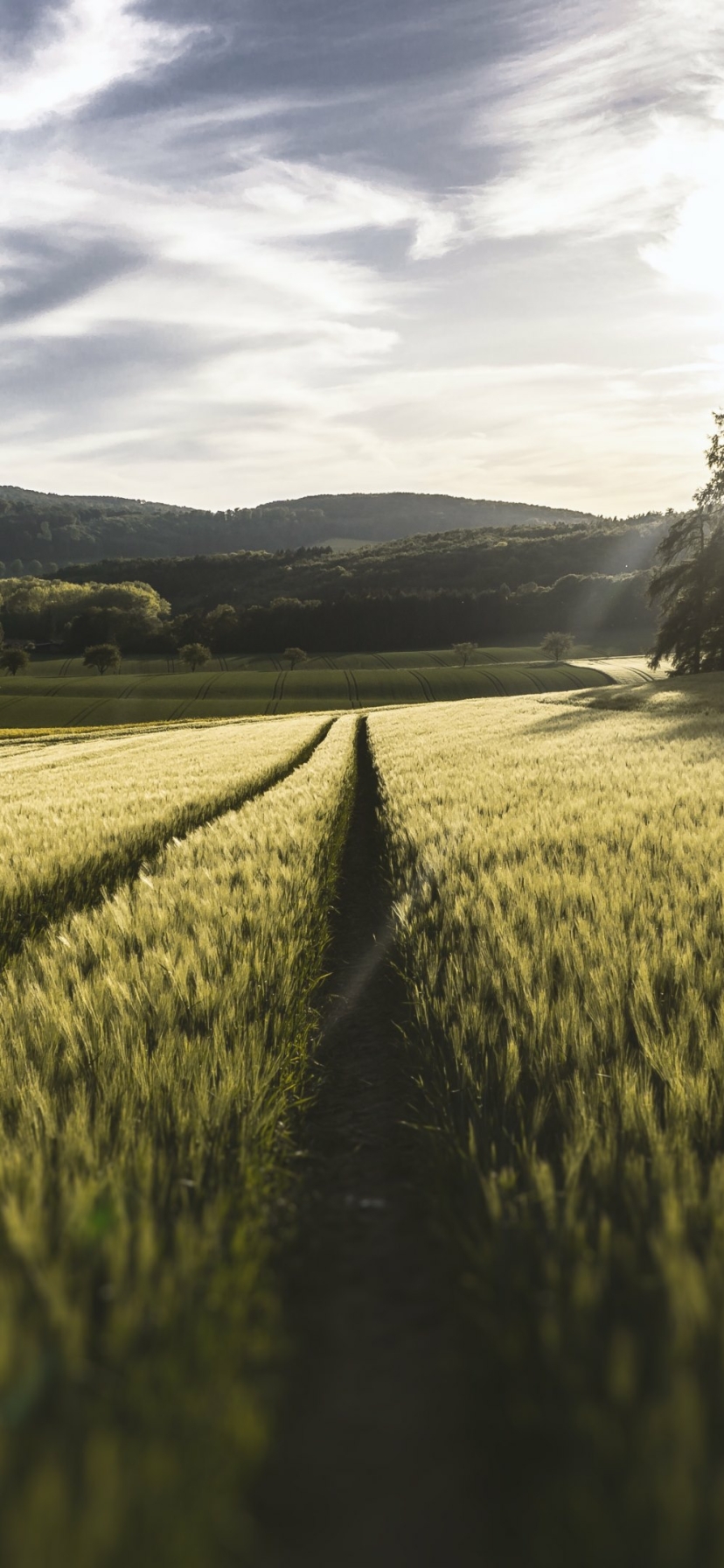 Pasture iPhone Wallpaper