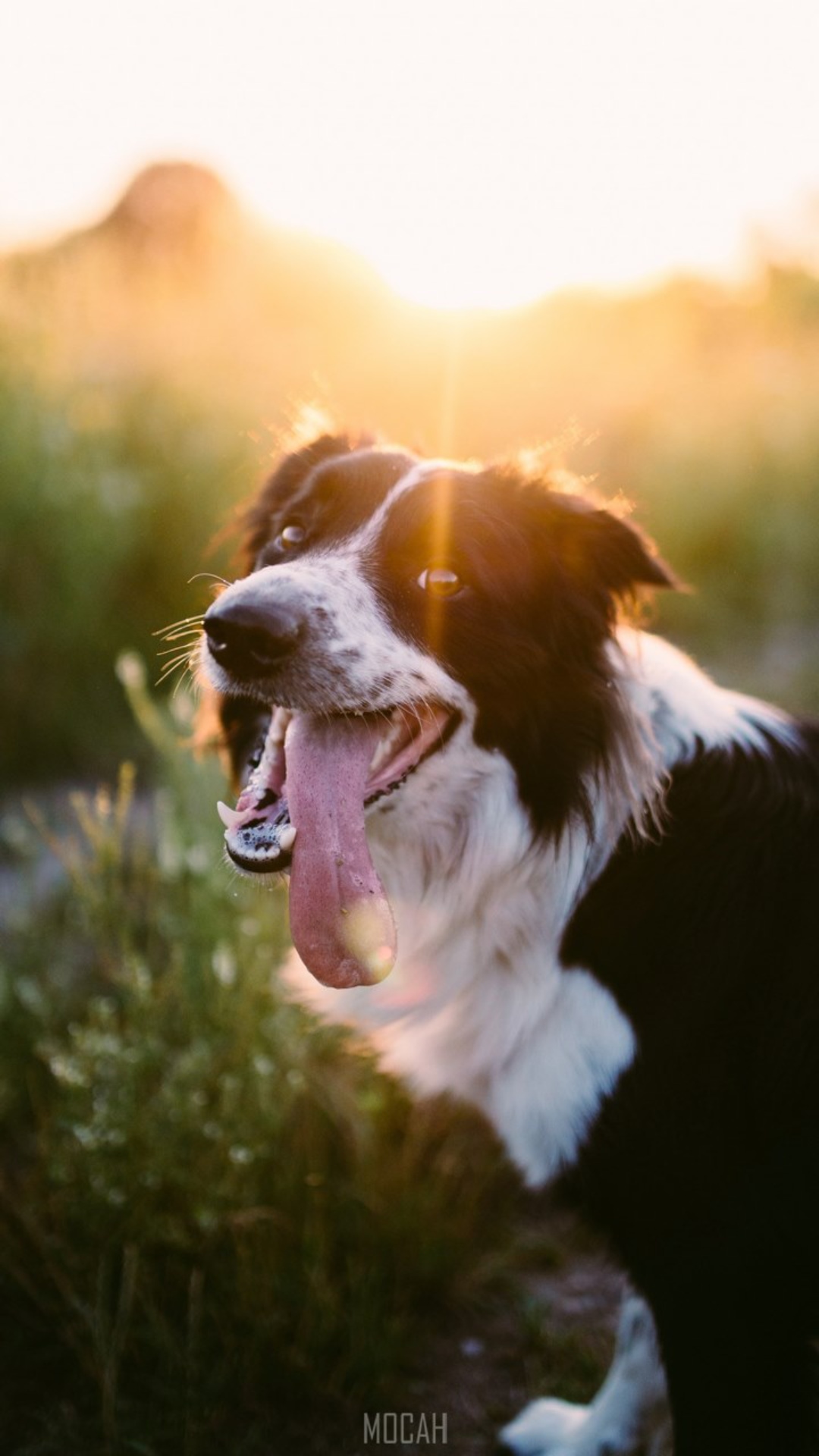 Best Dogs iPhone Wallpaper Download