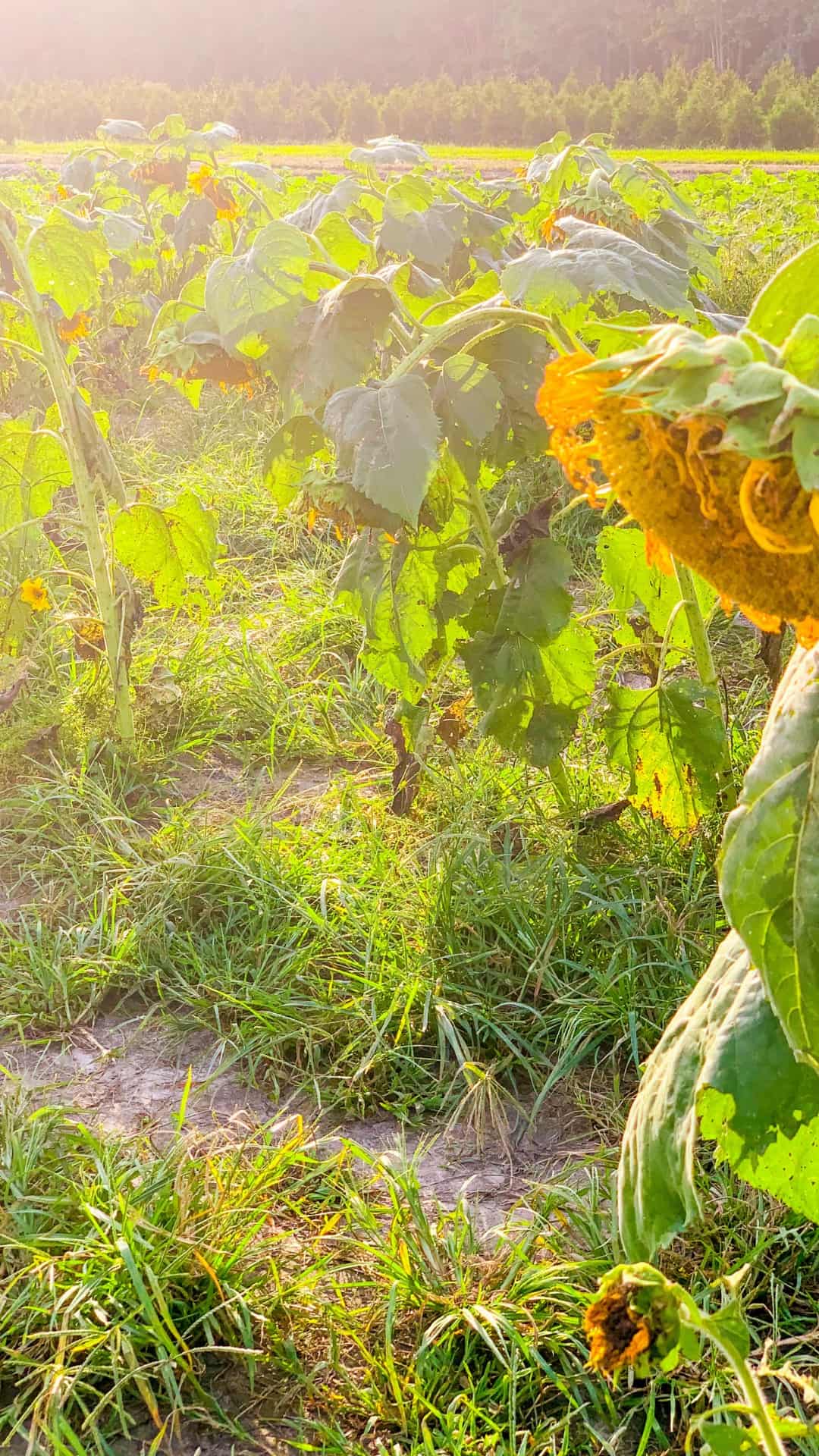 Autumn iPhone Wallpaper Background