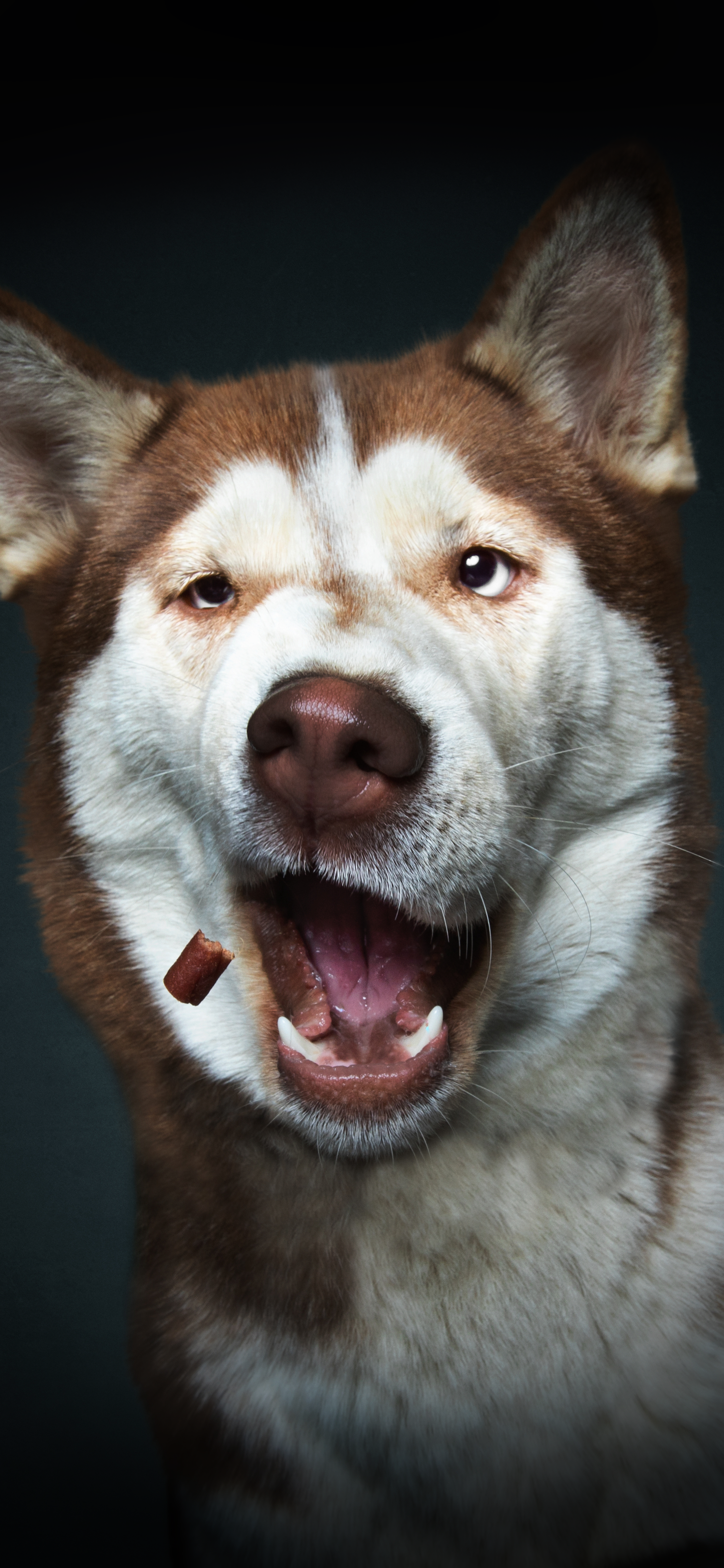 Download these adorable Christian