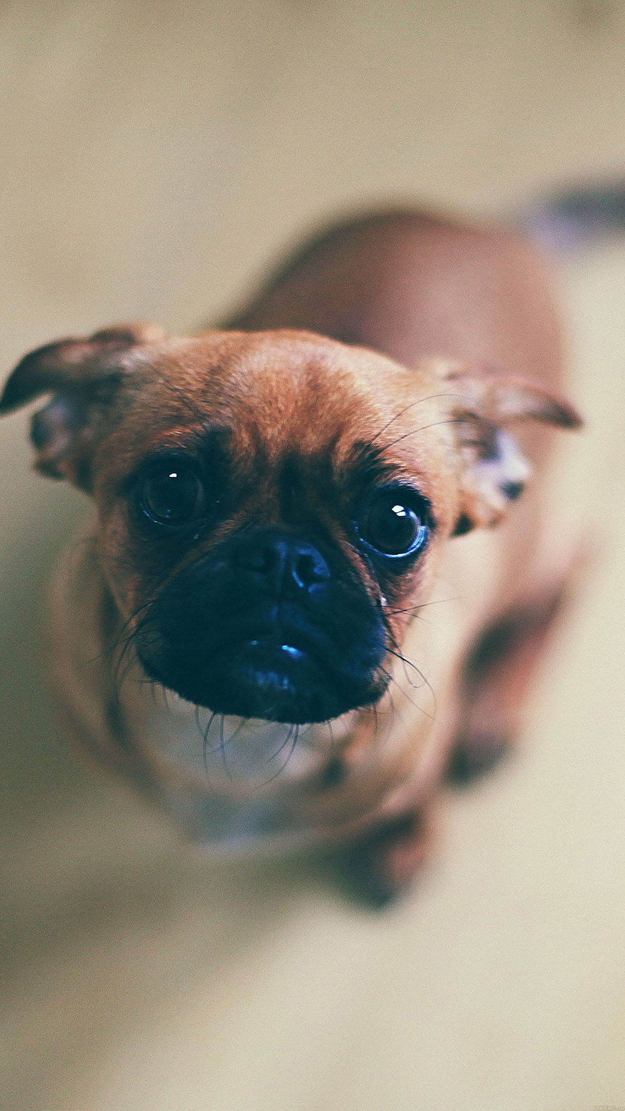 Wallpaper Feed Me Animal Dog