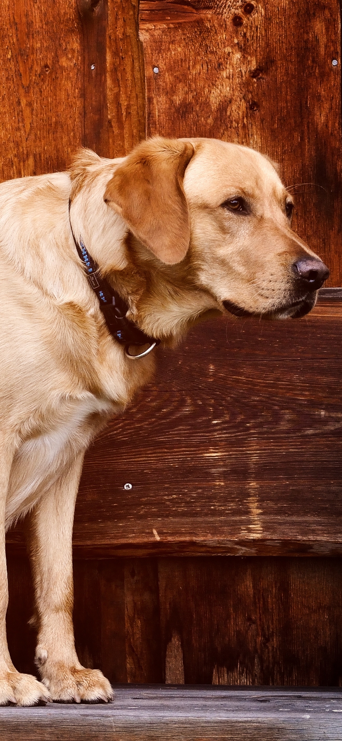 Labrador Retriever iPhone Wallpaper
