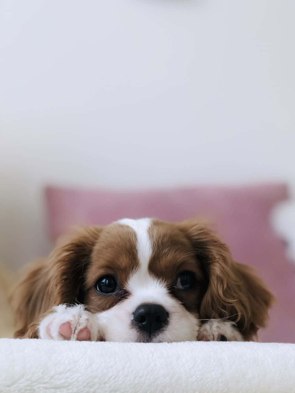 Dog iPhone Wallpaper