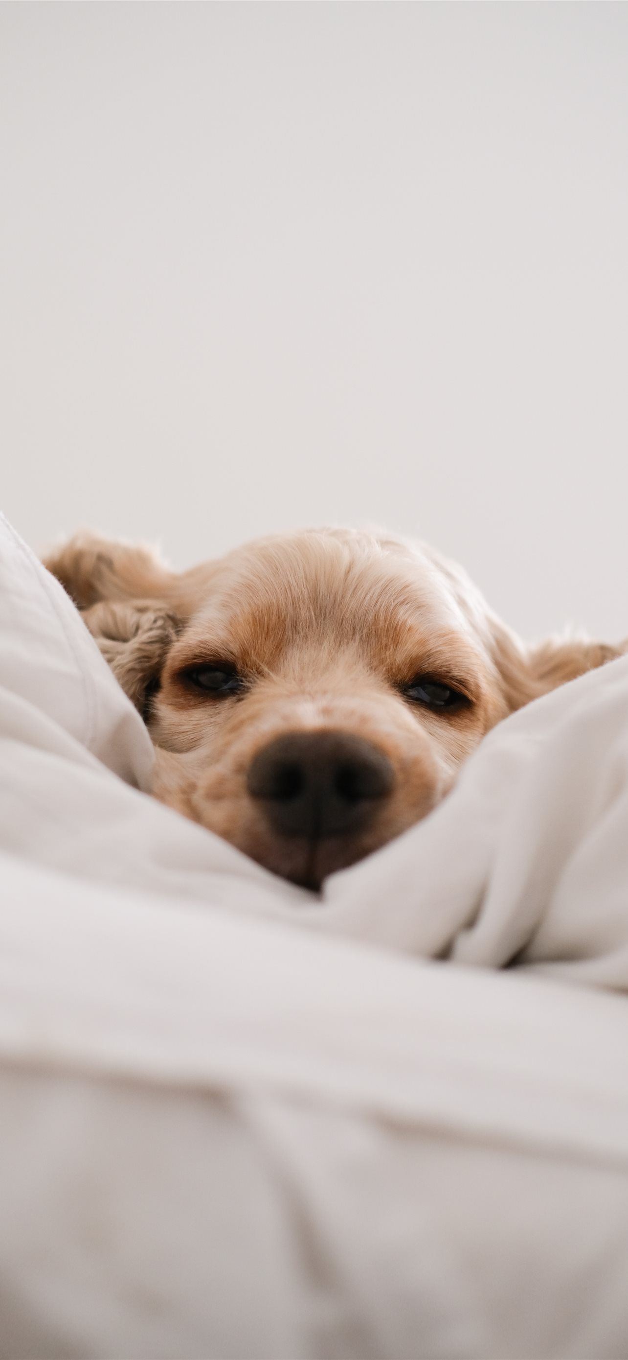 brown long coated small dog lying