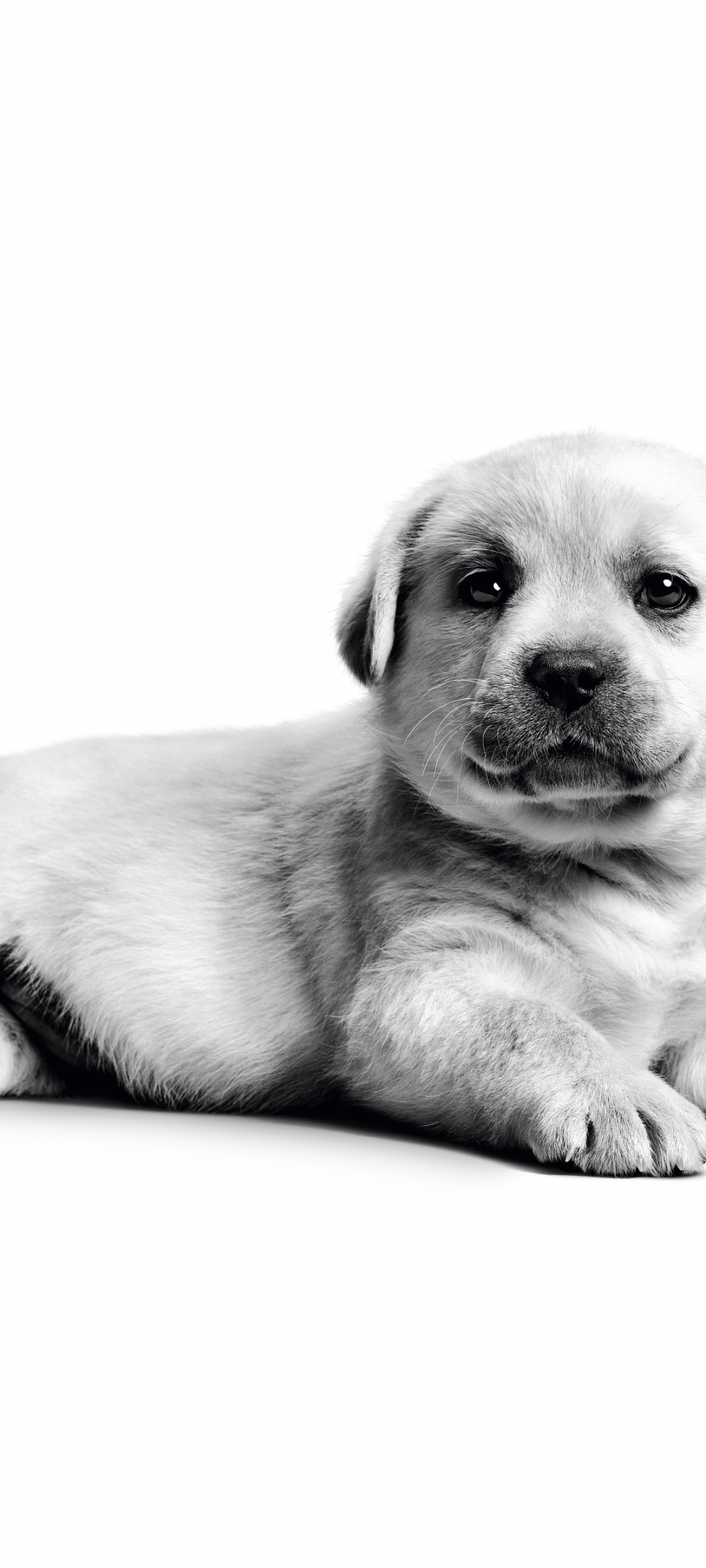 Labrador puppy Wallpaper 4K, Fluffy dog