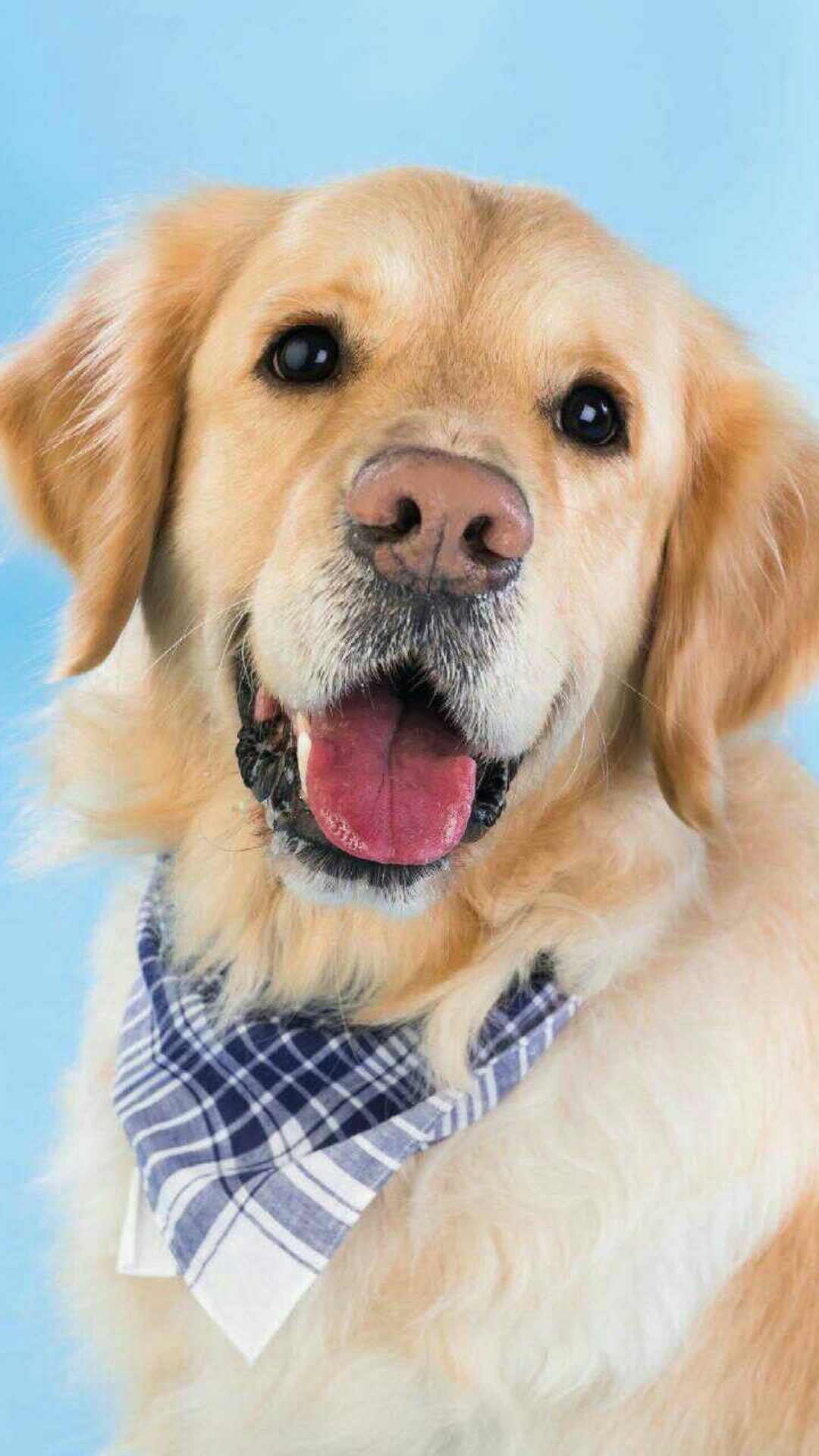 Best Dogs iPhone Wallpaper Download