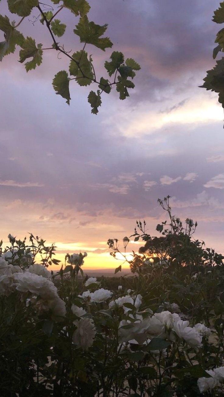 Aesthetic Nature Landscape Wallpaper