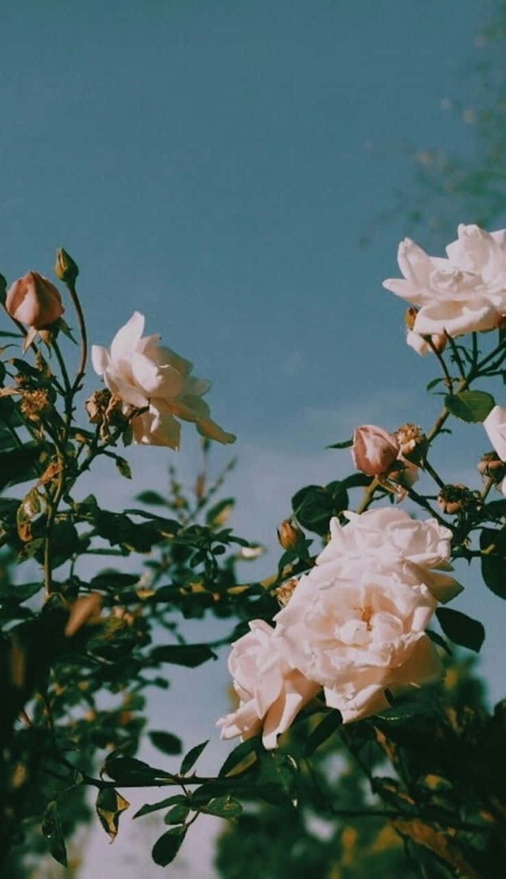 Download White Roses Nature Aesthetic