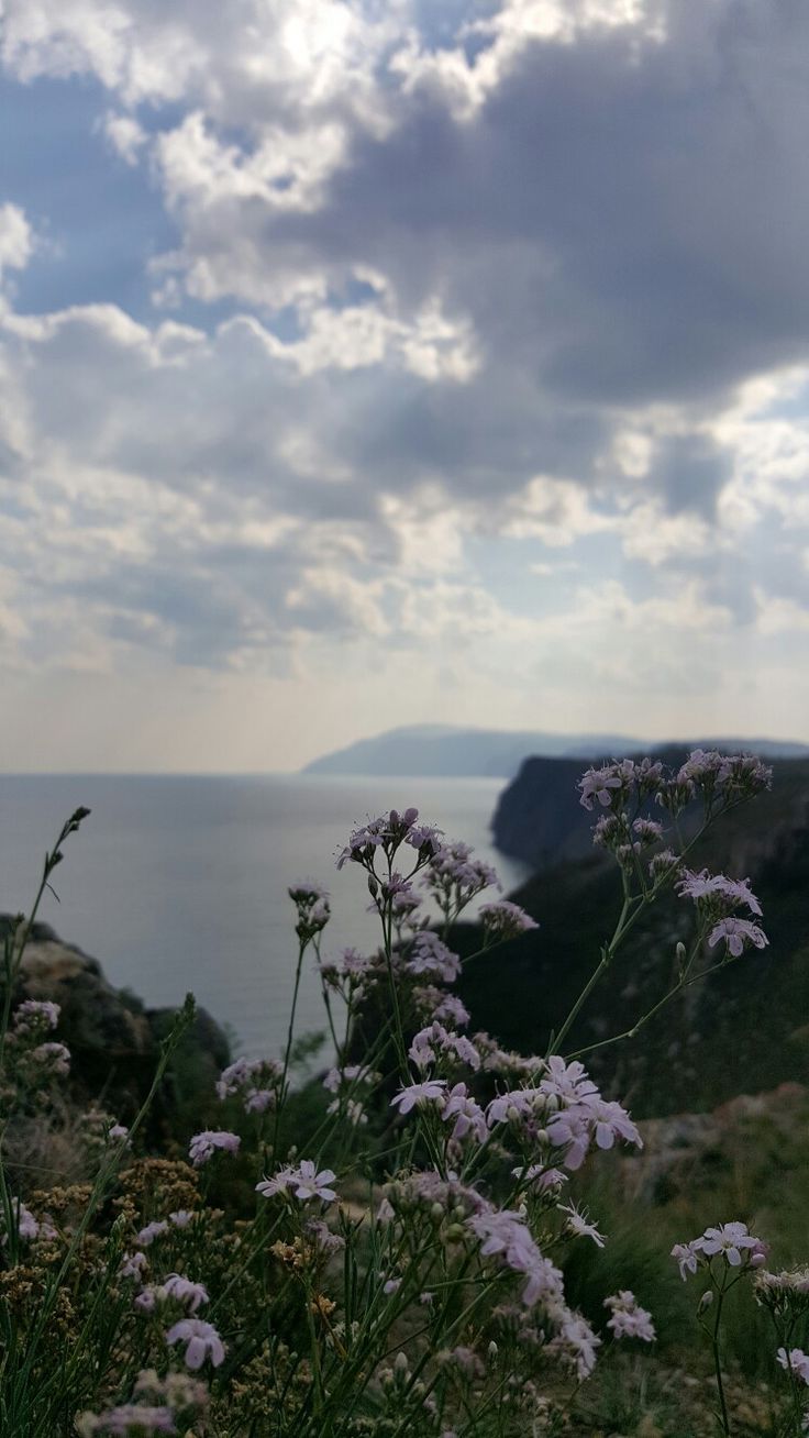 Flower background iphone, Wallpaper