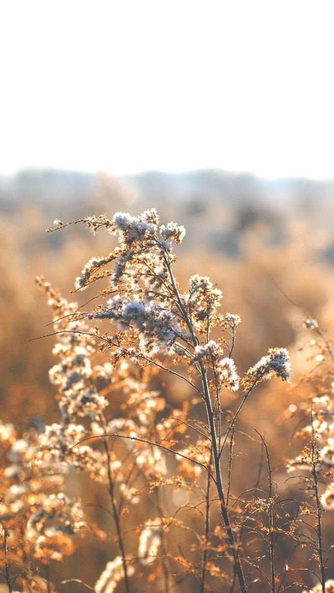 Relaxing Nature Mobile Wallpaper