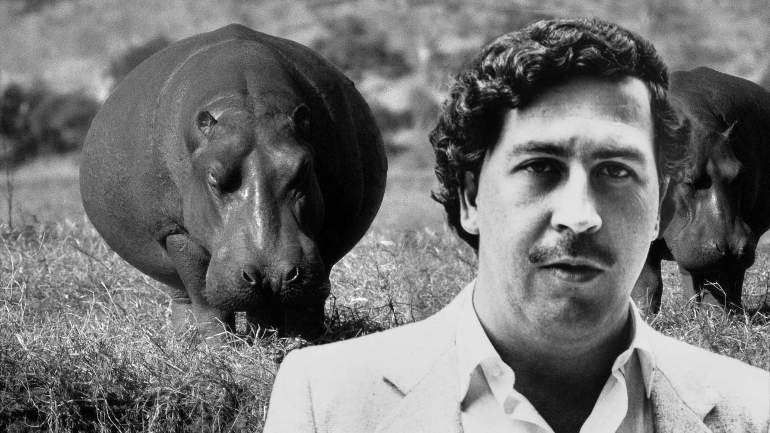 Best Pablo Escobar Wallpaper [ HQ ]