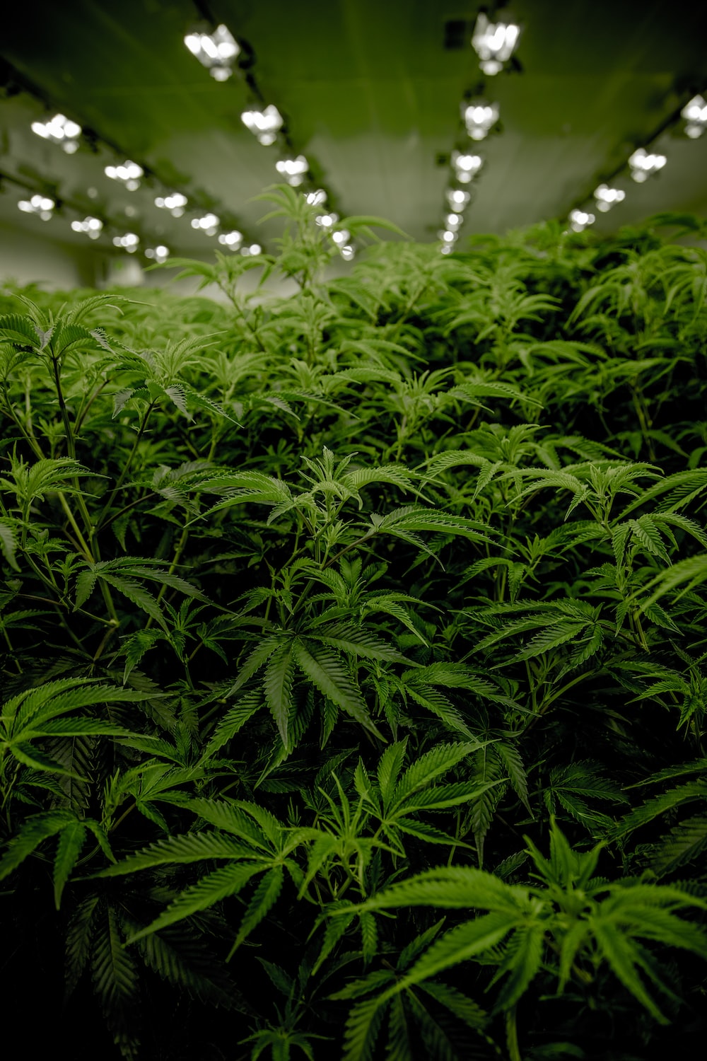 Marijuana Picture. Download Free