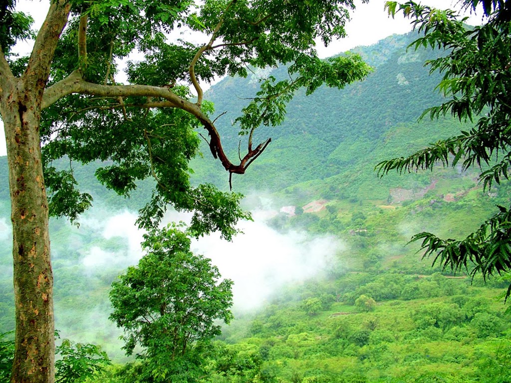 Araku Valley, Andhra Pradesh. It never ceases to amaze me how beautiful  India is. I keep stumbling upon gr… | Cool places to visit, Places to  visit, Romantic places