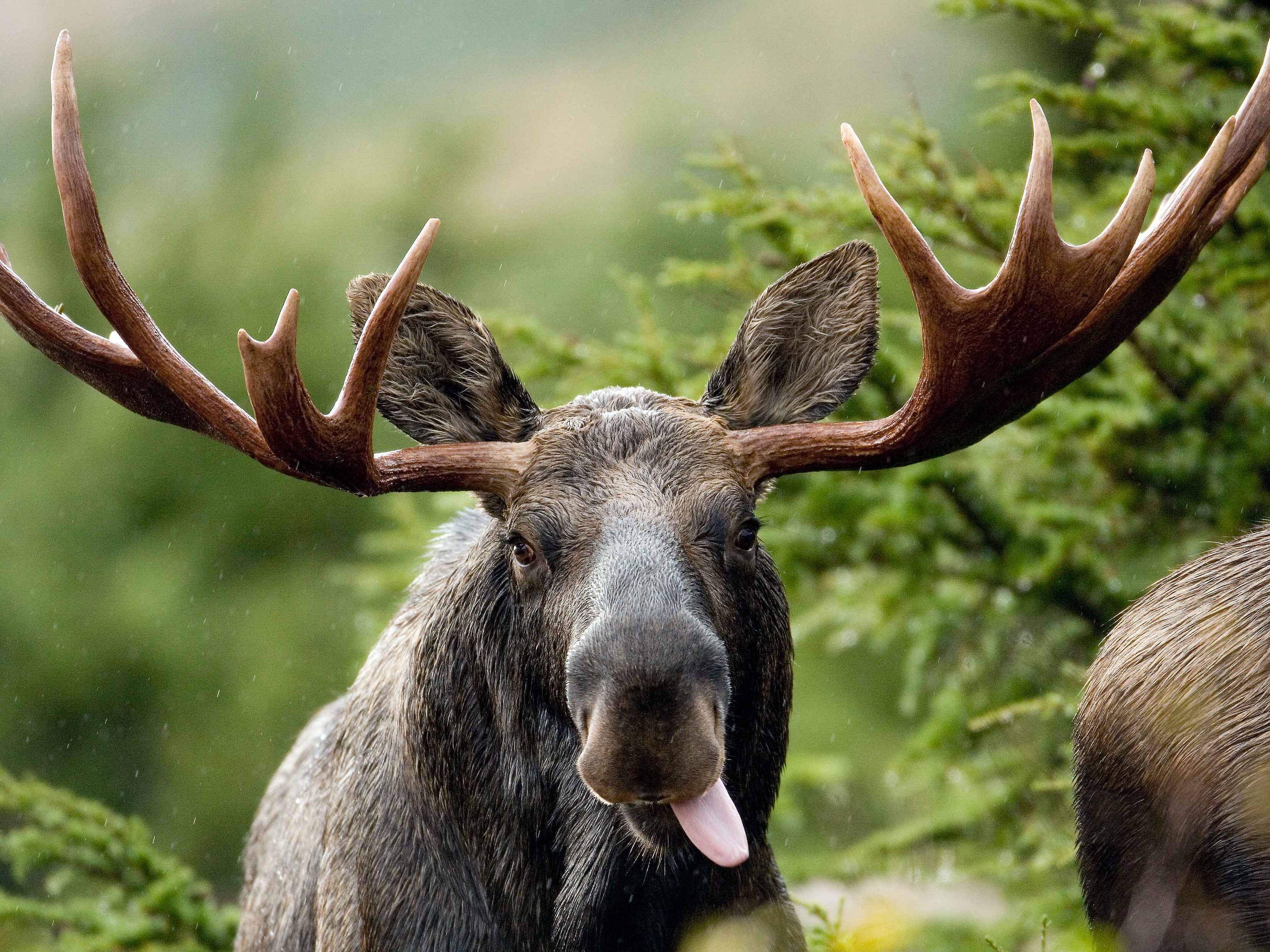 Moose Wallpaper, Phone