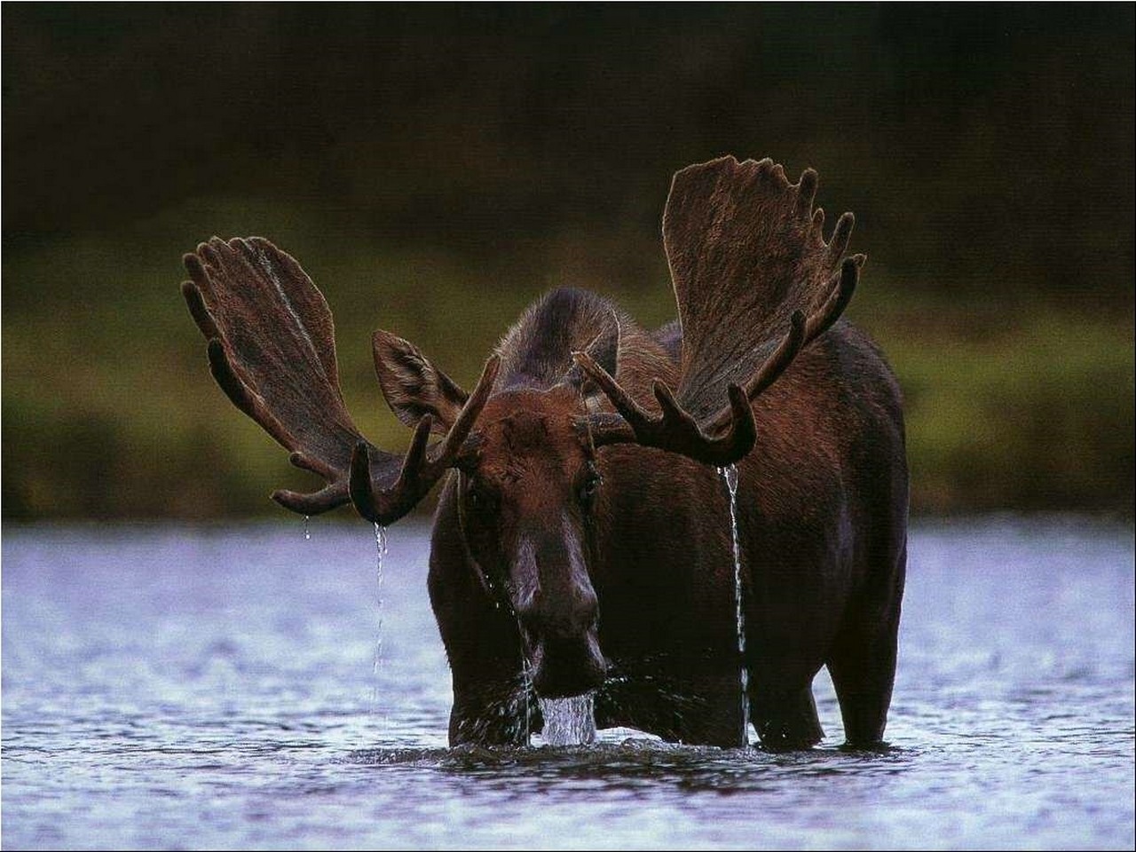 HD desktop wallpaper: Animal, Moose