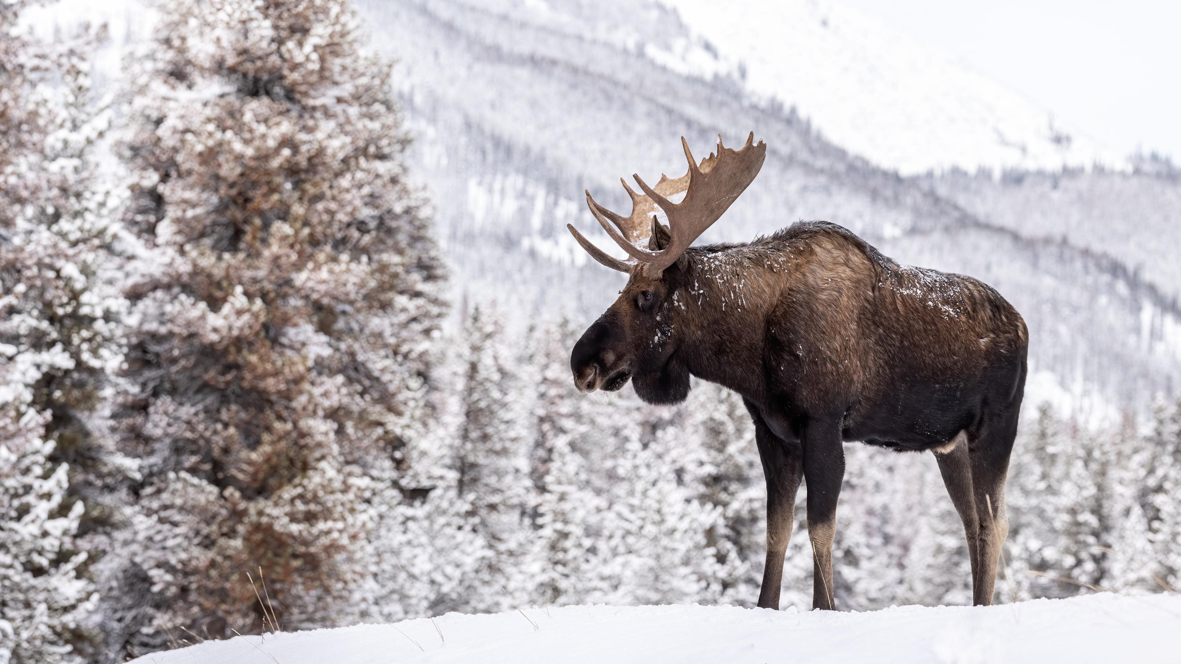 Winter Moose Wallpaper Free