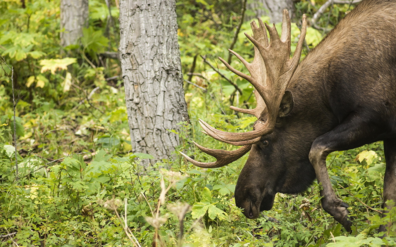 Desktop Wallpaper Moose Horns animal