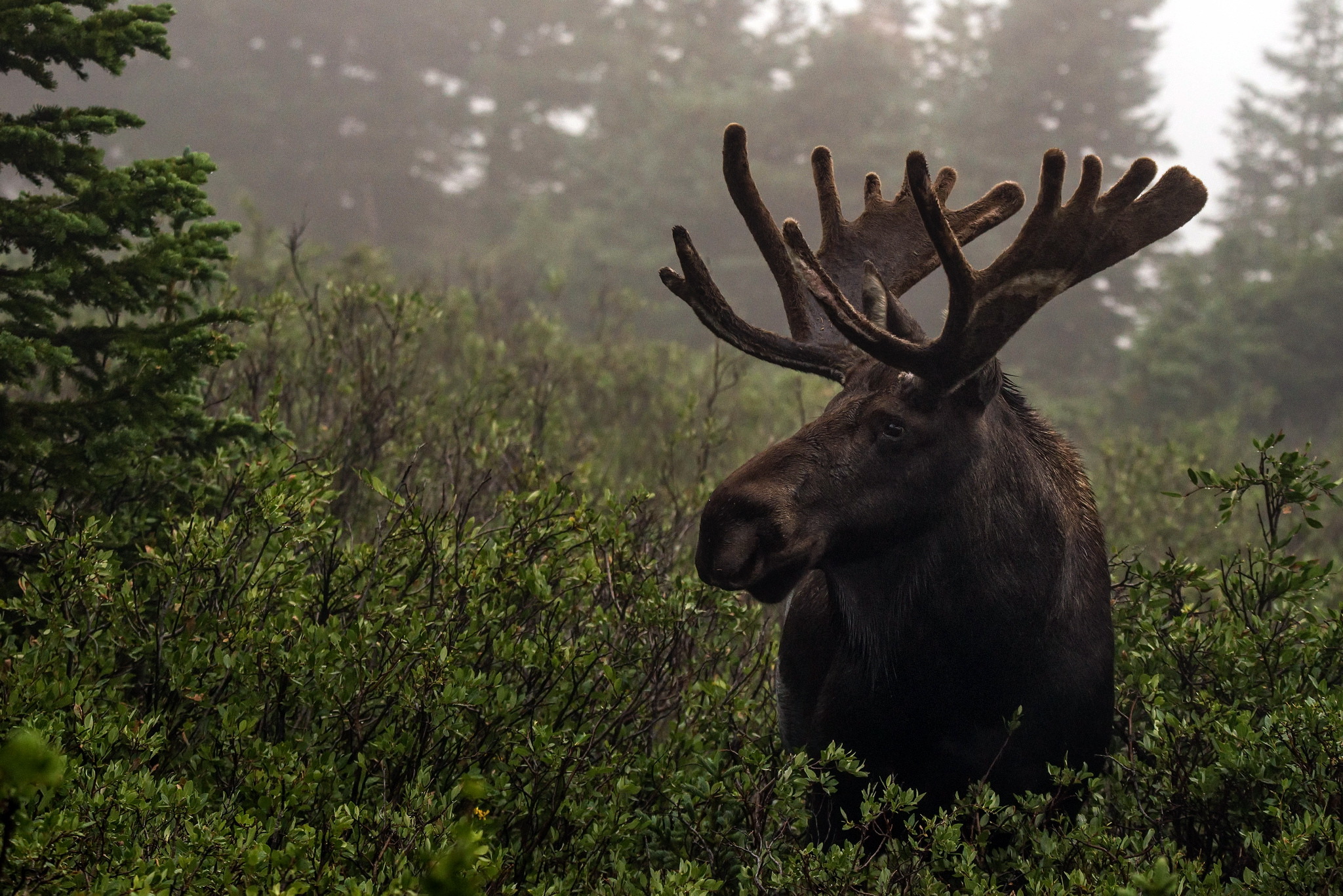 Animal Moose HD Wallpaper