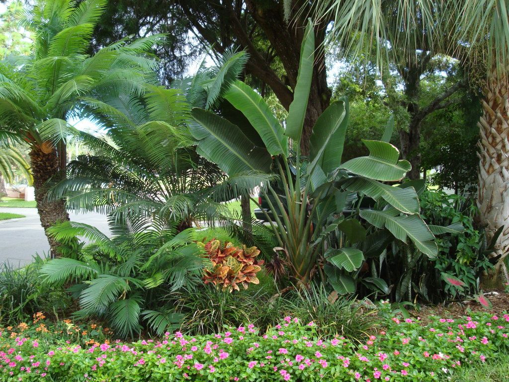 Tropical Garden Wallpaper