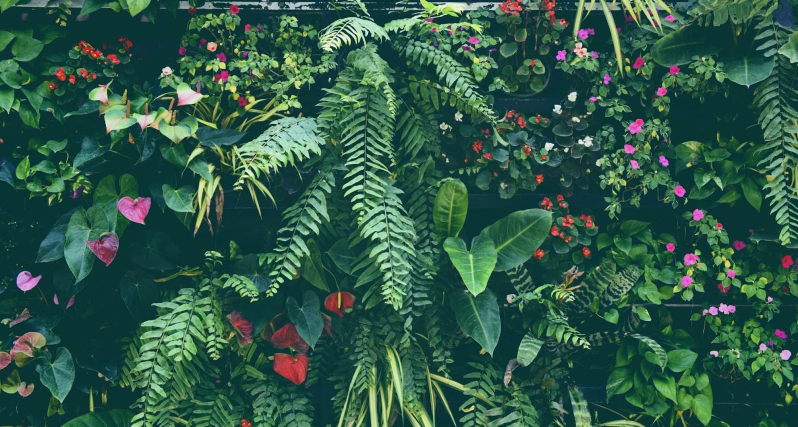 Tropical Garden Ideas For The UK