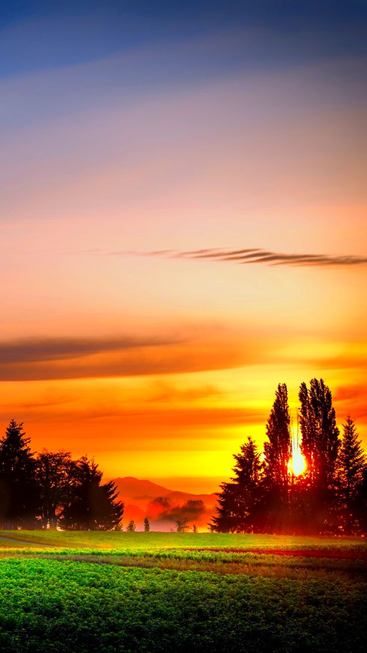 landscape nature Pakistan sunrise tree
