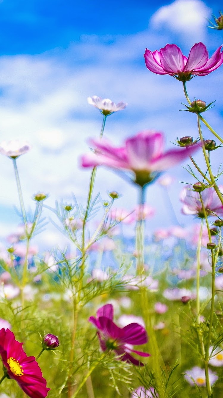 Flower and Grass Landscape HD Free Download Wallpaper for Phone