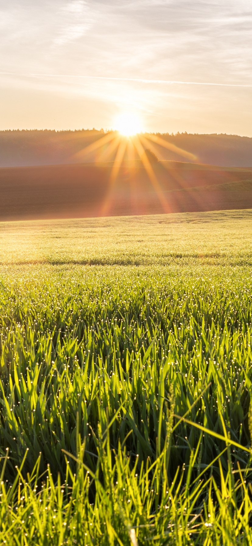 Nature, Sunrise, Earth, Field, 1411679