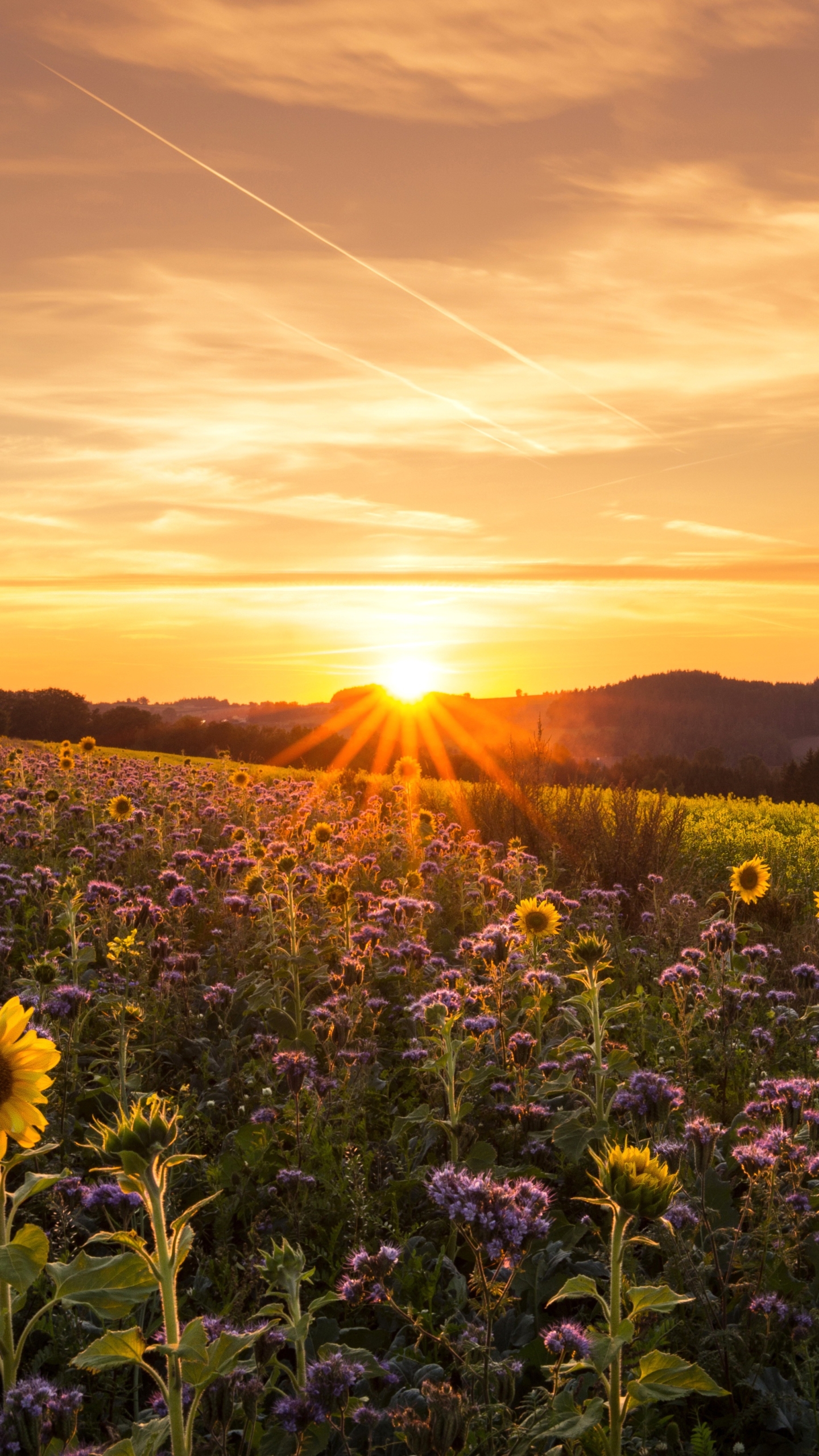 Sunrise Phone Wallpaper