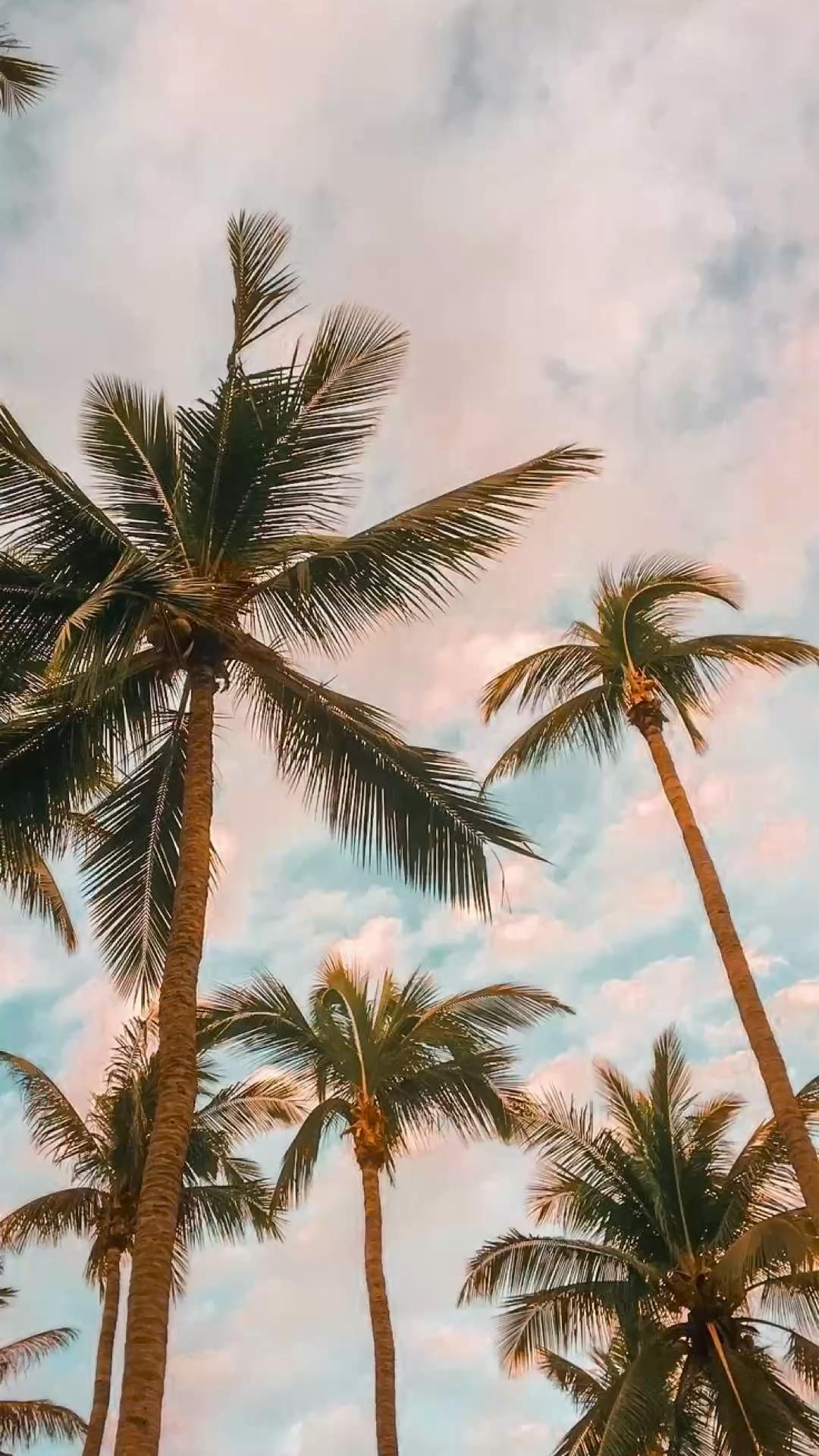 Travel. Tree wallpaper iphone, Beach