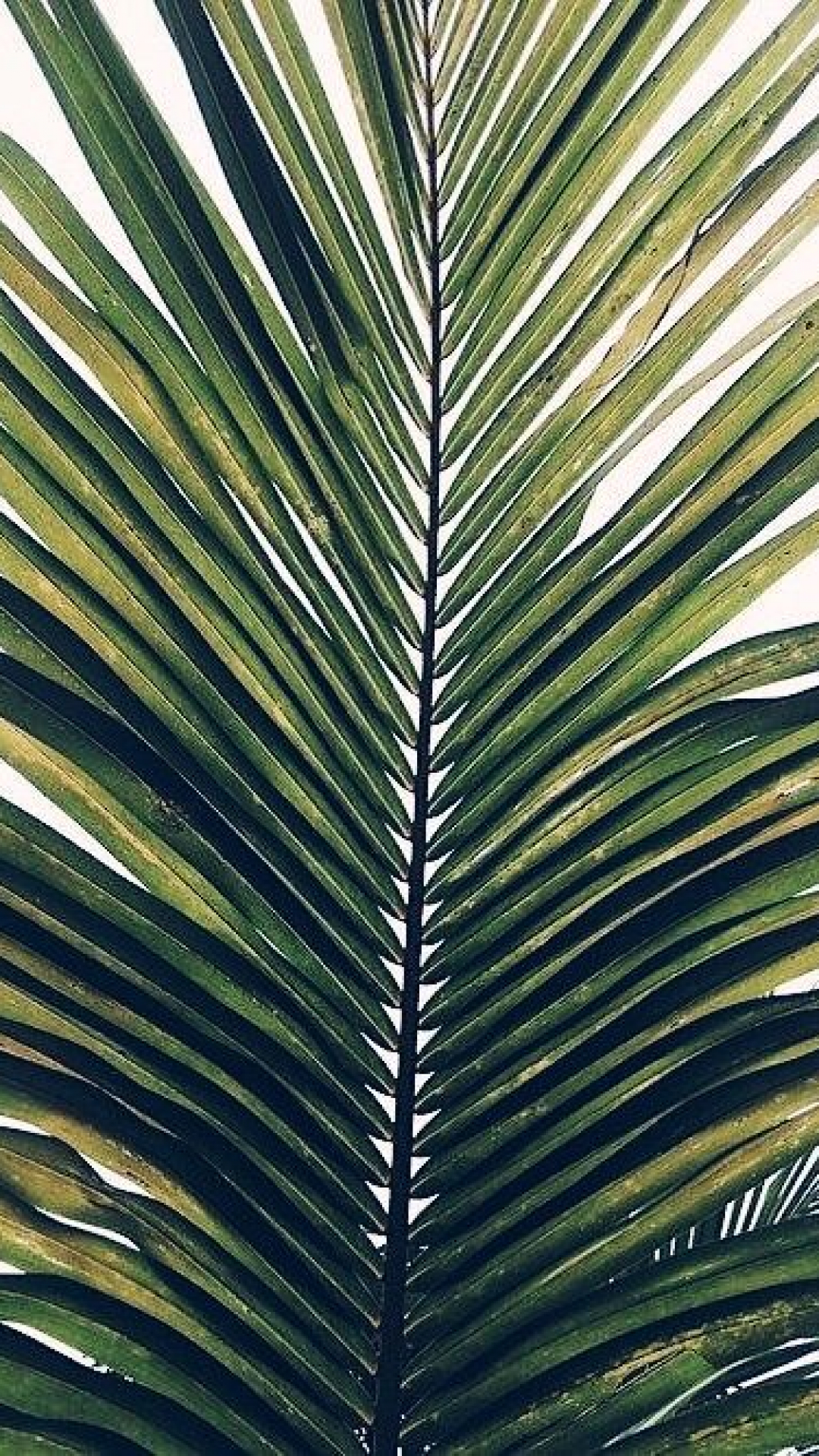 Calm Palm iPhone Wallpaper