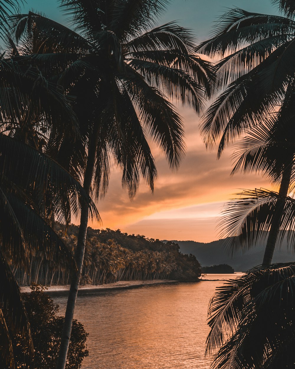 Silhouette of palm tree during golden