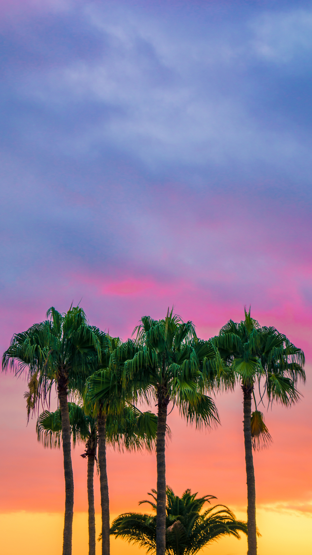 Colorful, Palm Trees iPhone Wallpaper