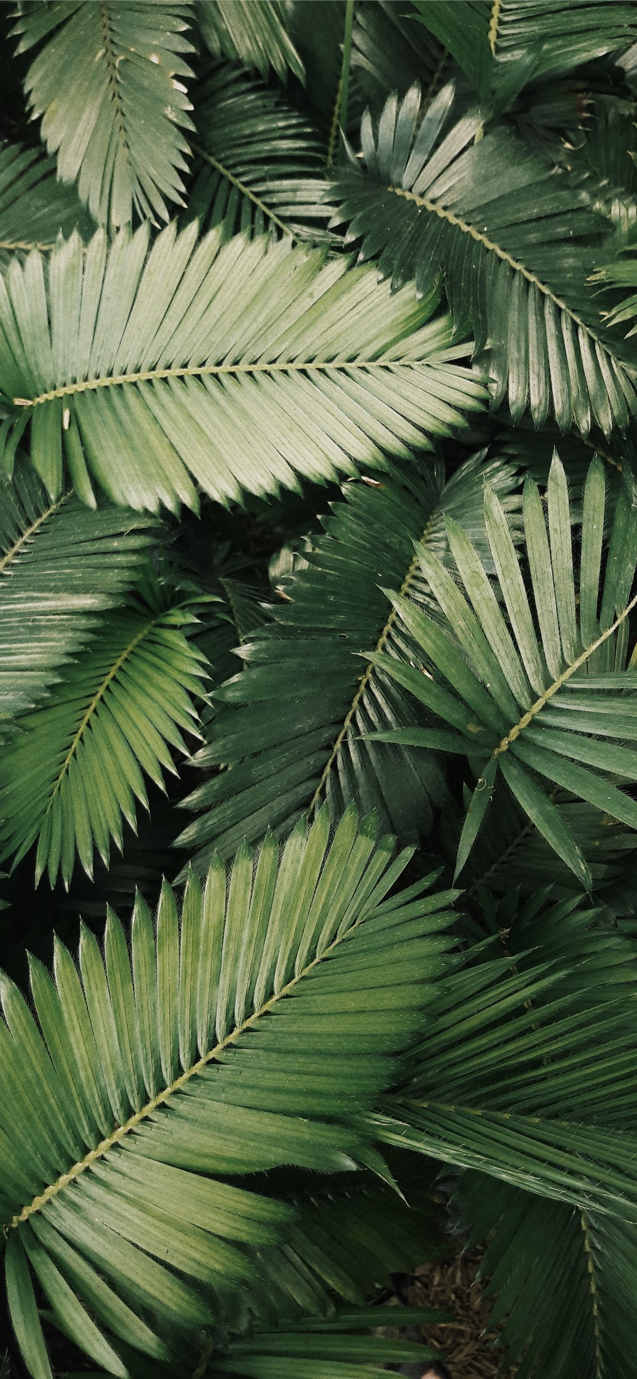 palm leaves iPhone Wallpaper Free Download