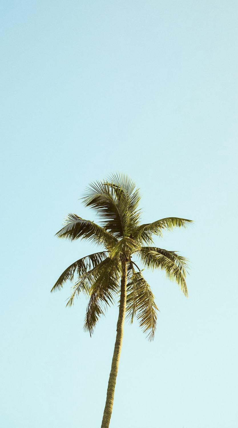 Palm Tree