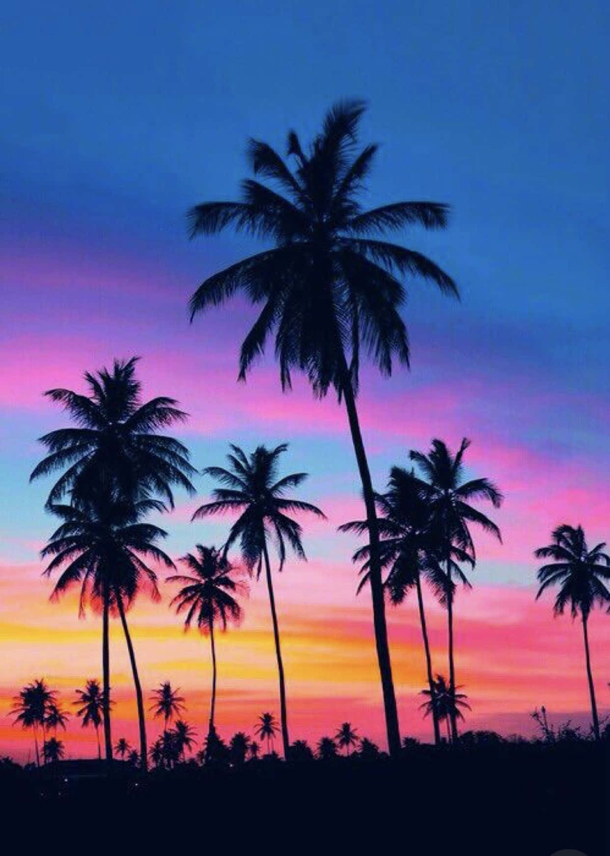 Palm Tree iPhone Wallpaper
