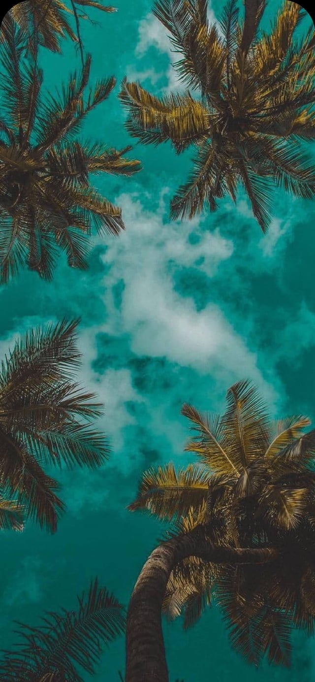 Here are my fav palm tree wallpaper