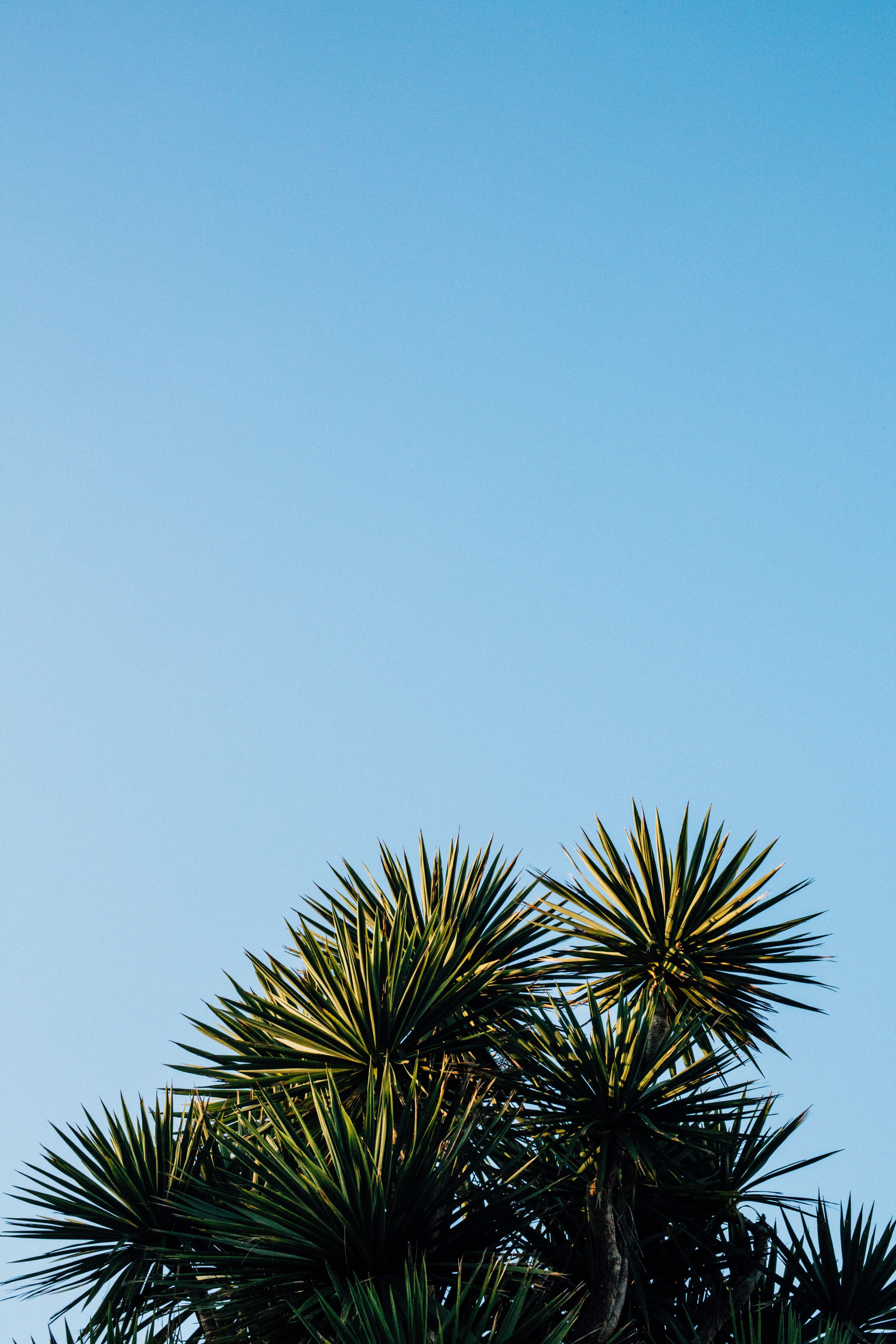 Tropical, Palm iPhone Wallpaper. iDrop