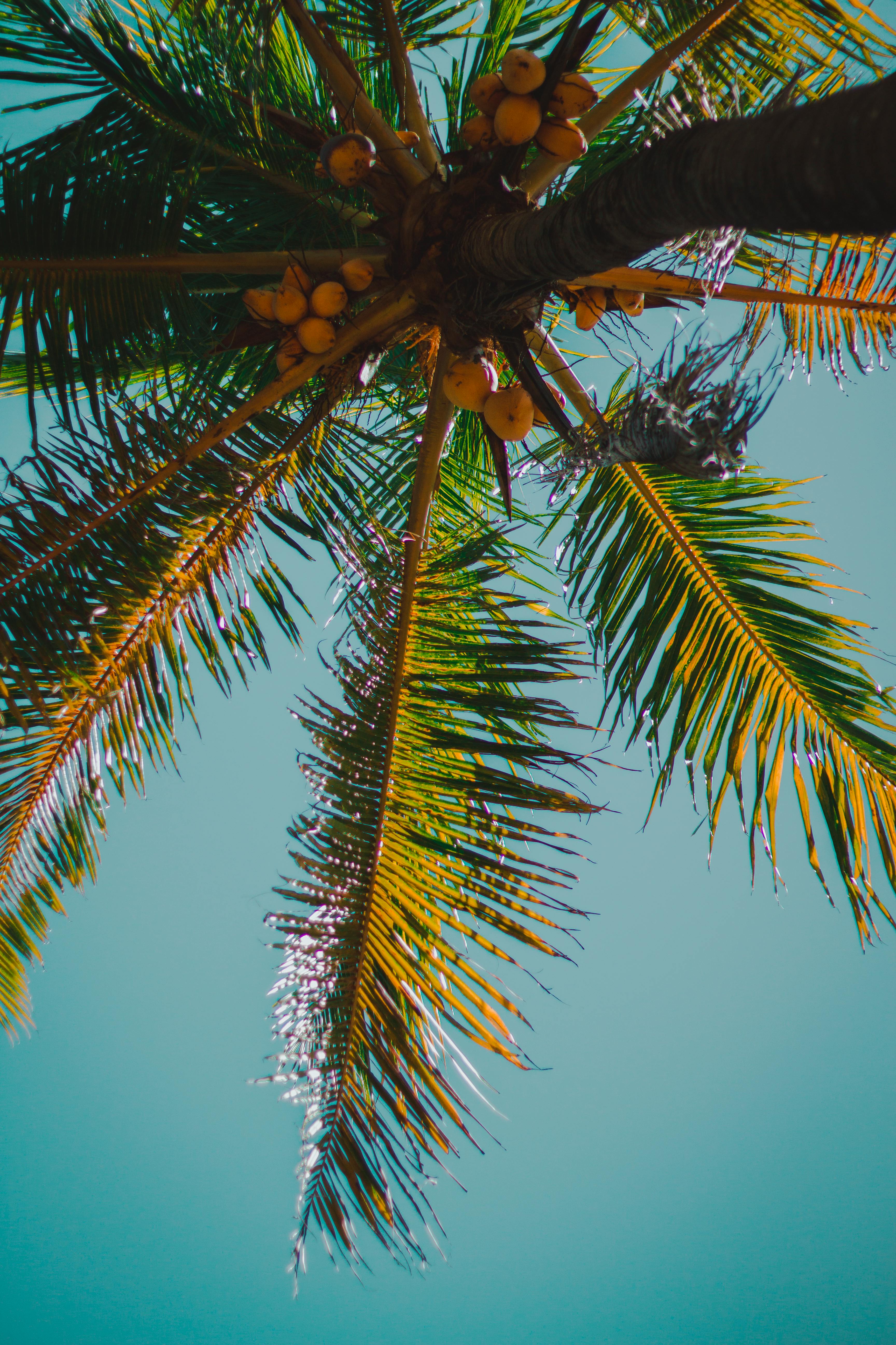 Palm Tree and Sky · Free