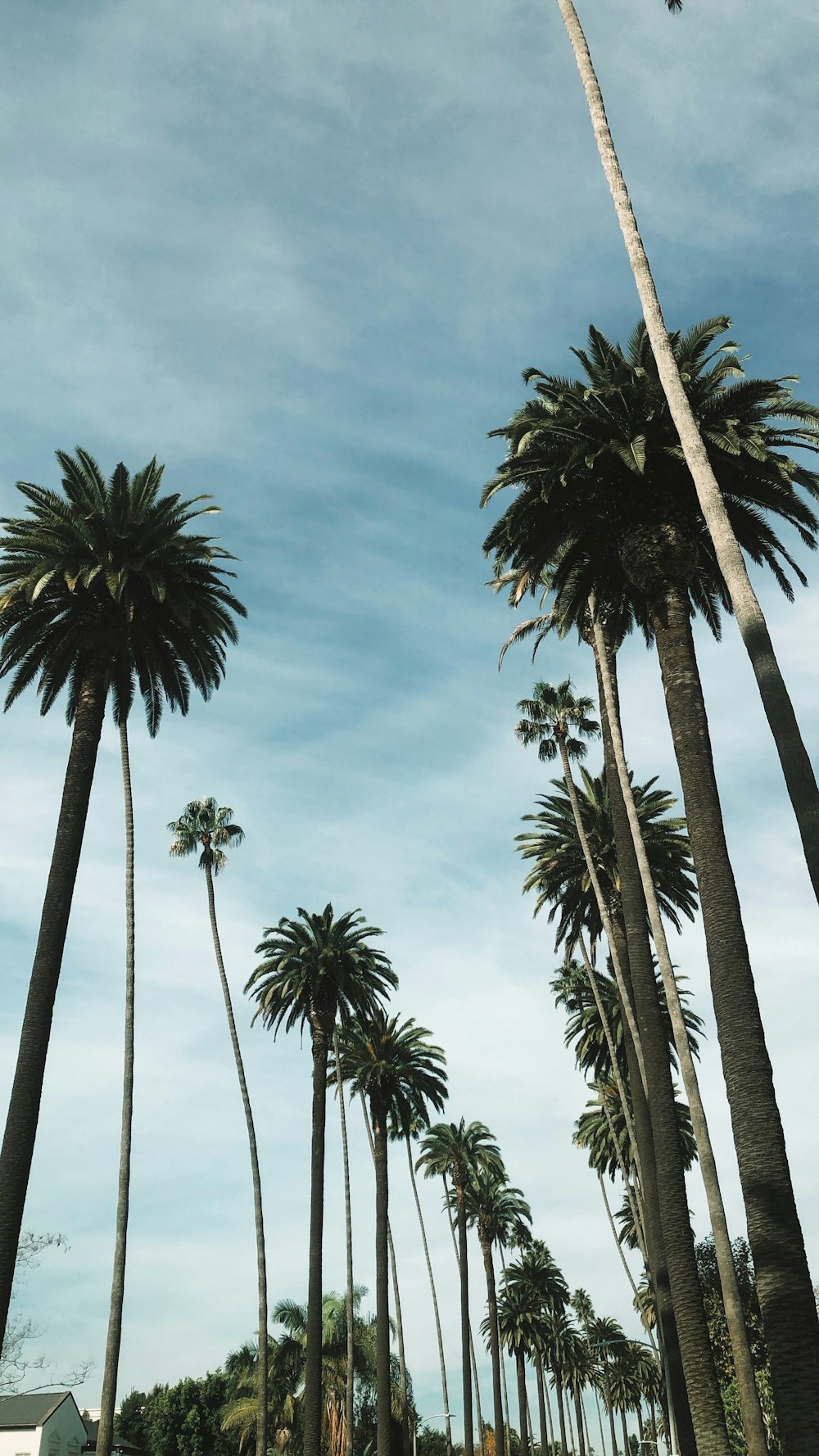 A row of palm trees with a blue sky