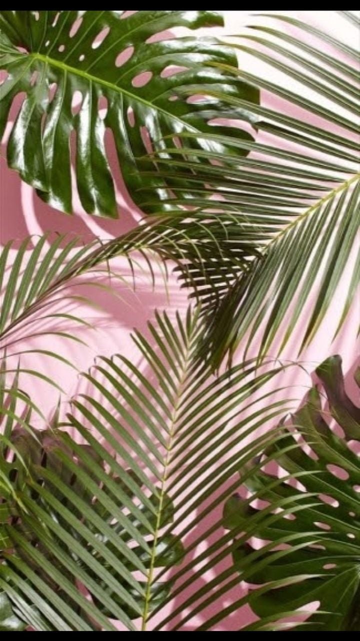 Aesthetic palm leaves pink Wallpaper