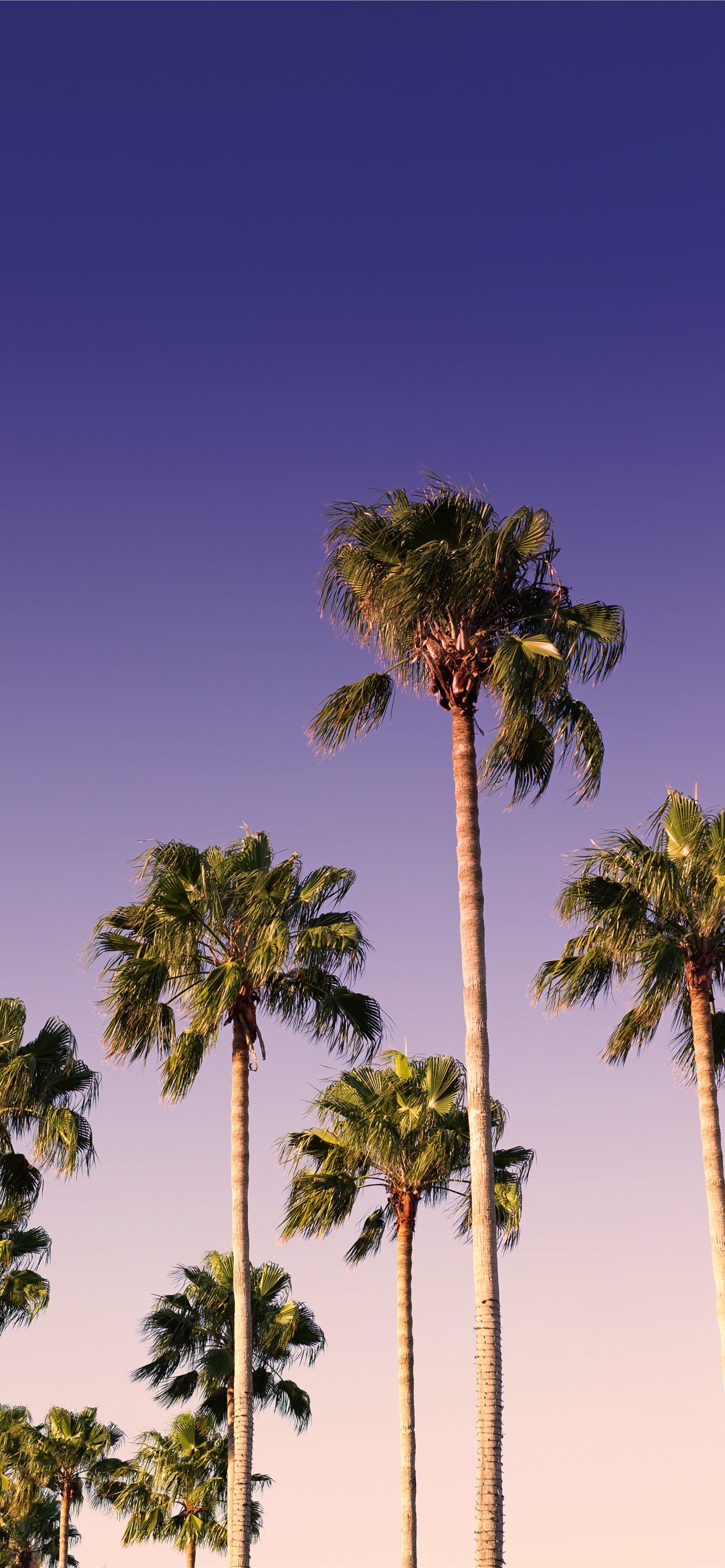 green palm trees under blue sky during