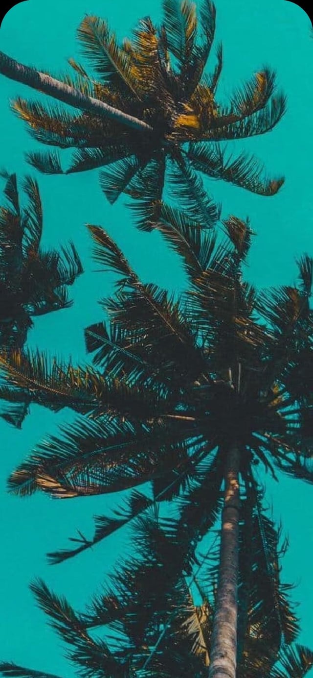 Here are my fav palm tree wallpaper