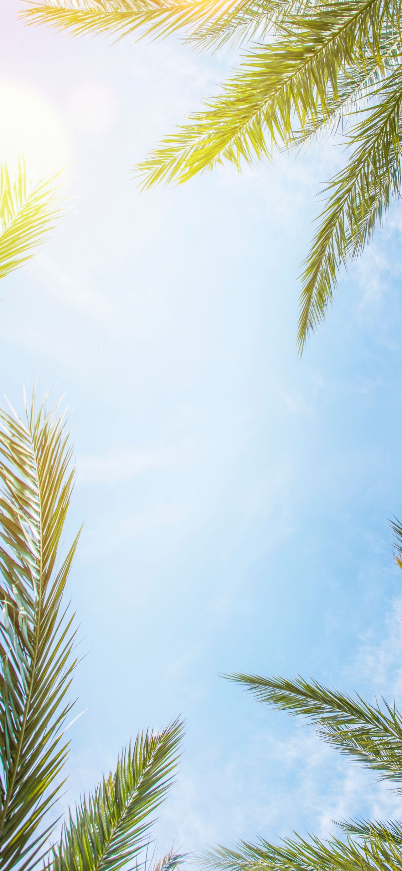 Summer Wallpaper for iPhone