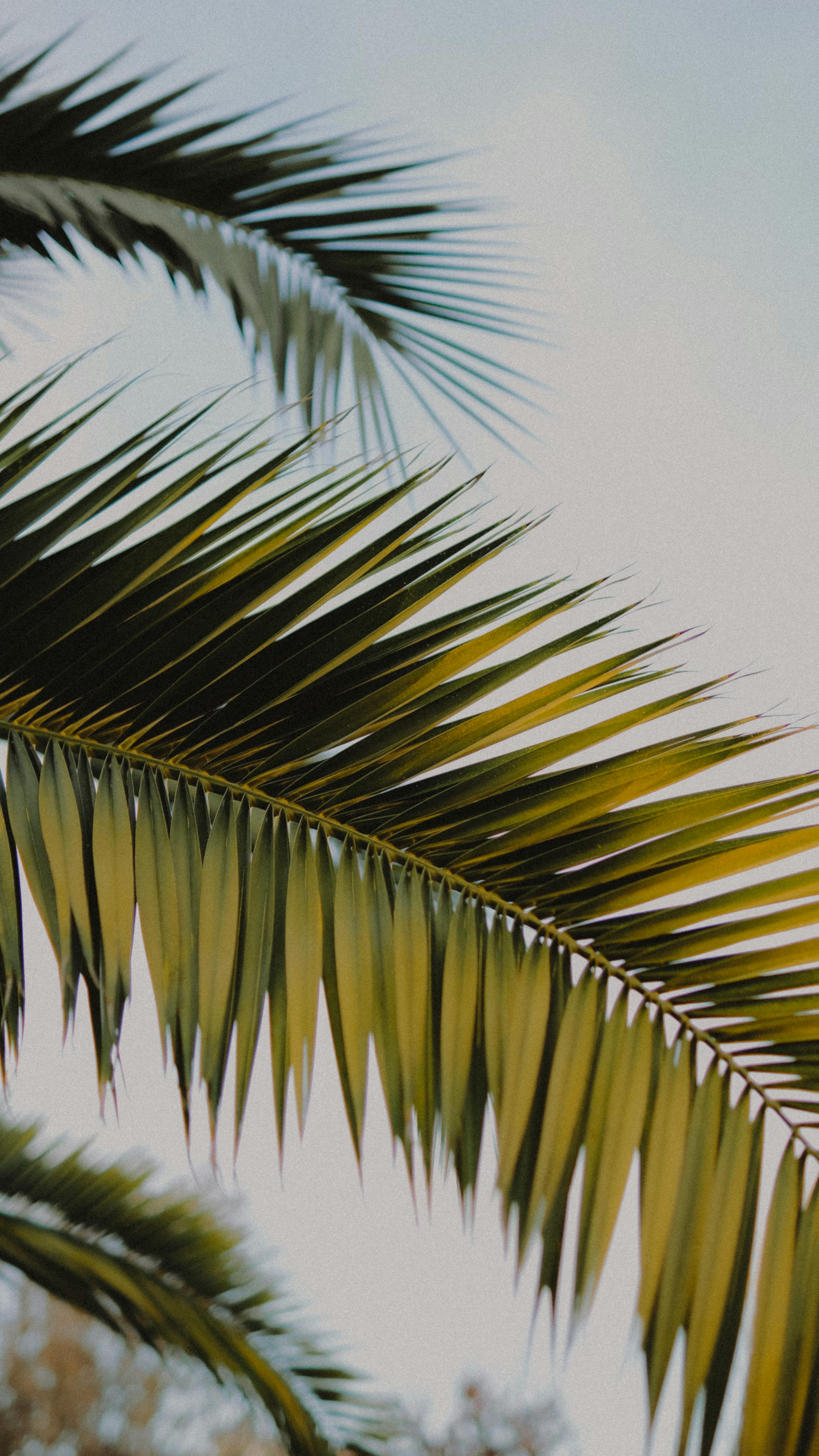 Palm Leaves on Plain White Background