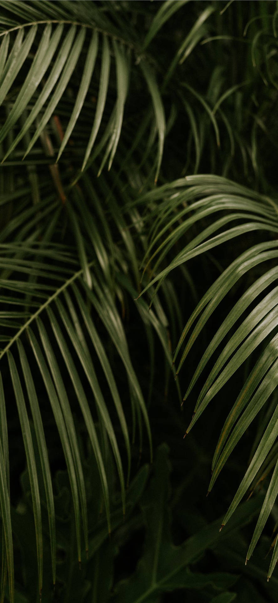 Palm Tree Leaves iPhone Wallpaper
