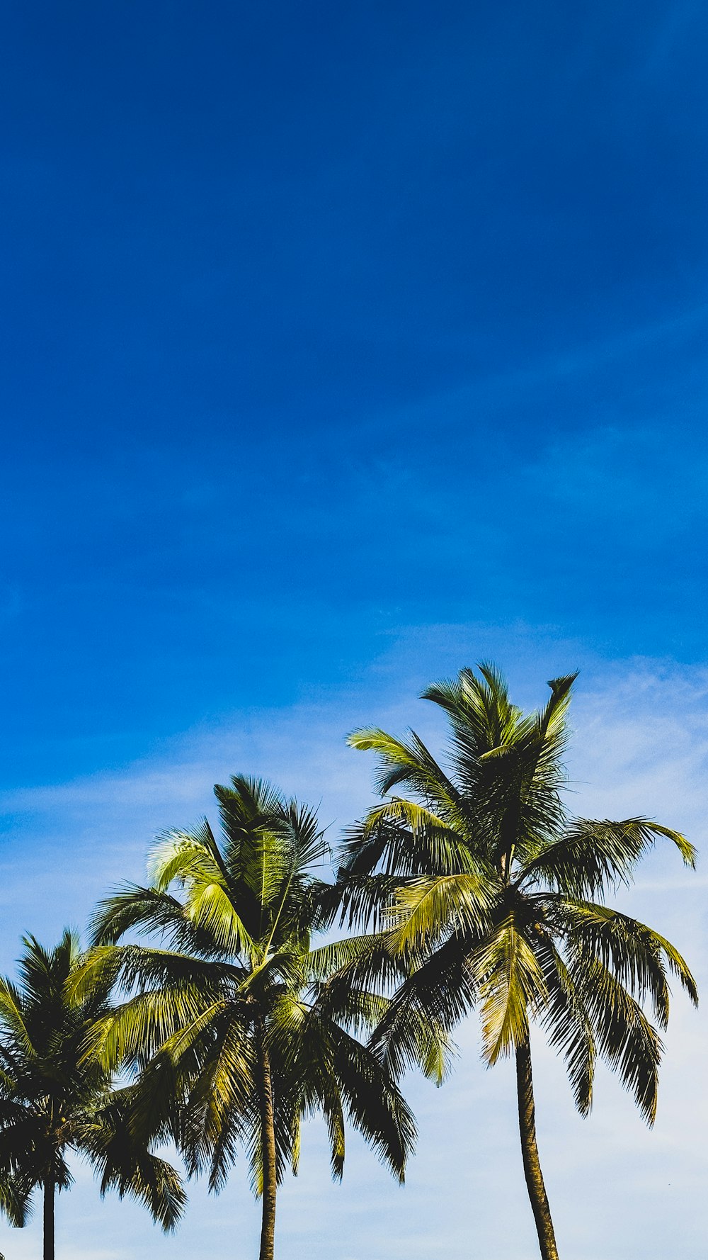 A group of palm trees with a blue sky