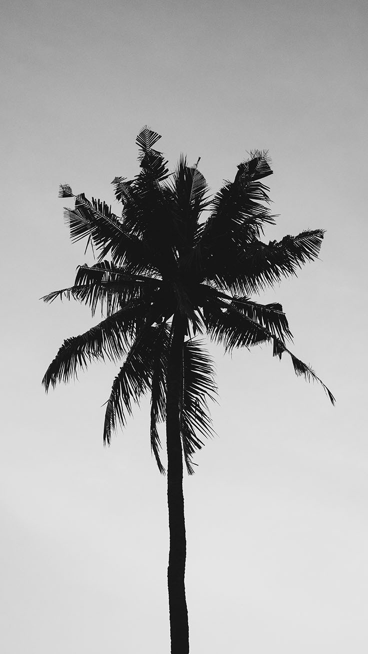 Palm Tree iPhone Wallpaper Collection
